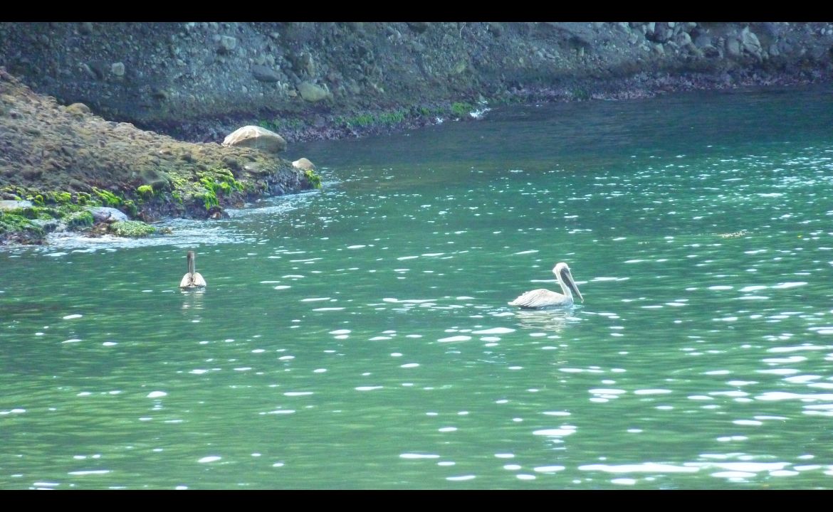 Goéland, Anse Noire, Martinique Goéland, Anse Noire, Martinique