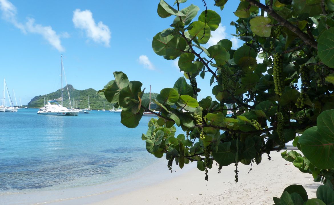 Plage de Tyrrel Bay à Carriacou - Grenade Plage de Tyrrel Bay à Carriacou - Grenade