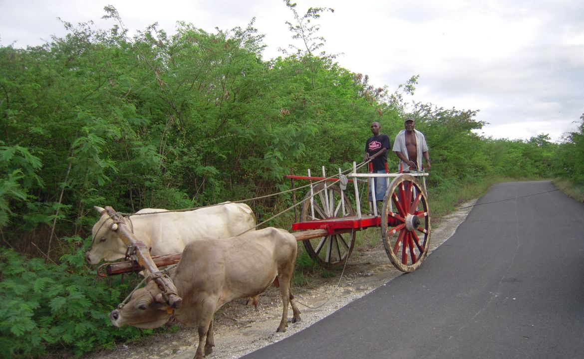 Char à bœufs traditionnel à Marie Galante Char à bœufs traditionnel à Marie Galante