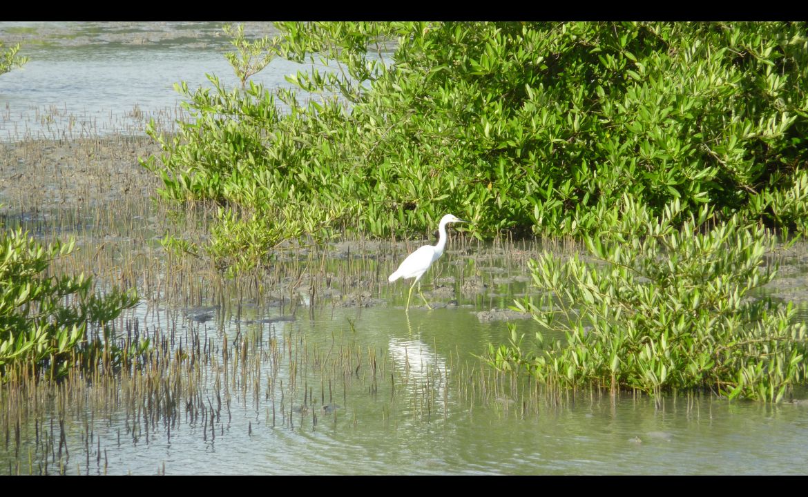 Mangrove de la Baie des Anglais en Martinique Mangrove de la Baie des Anglais en Martinique