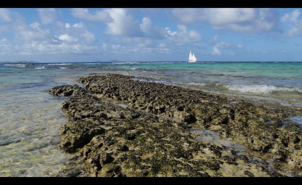 The coral reef The coral reef