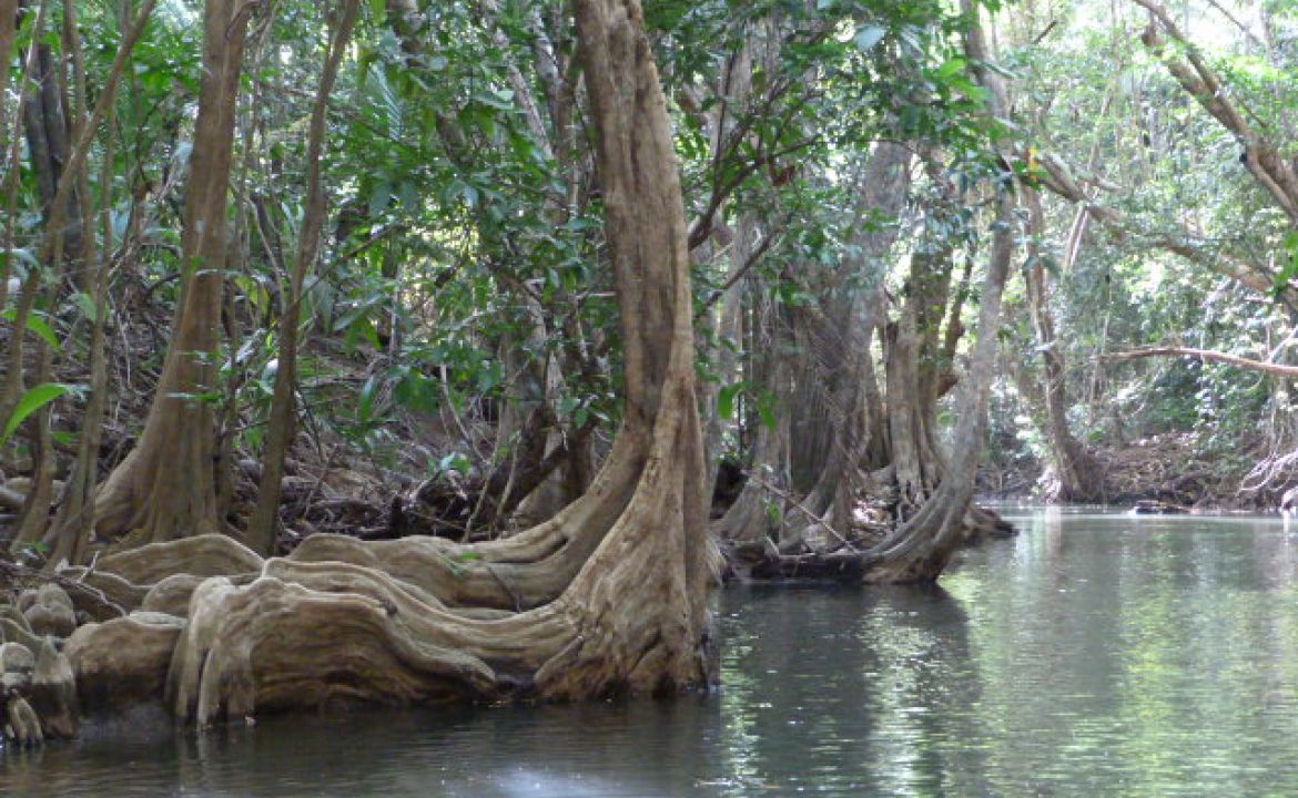 La rivière indienne, La Dominique La rivière indienne, La Dominique