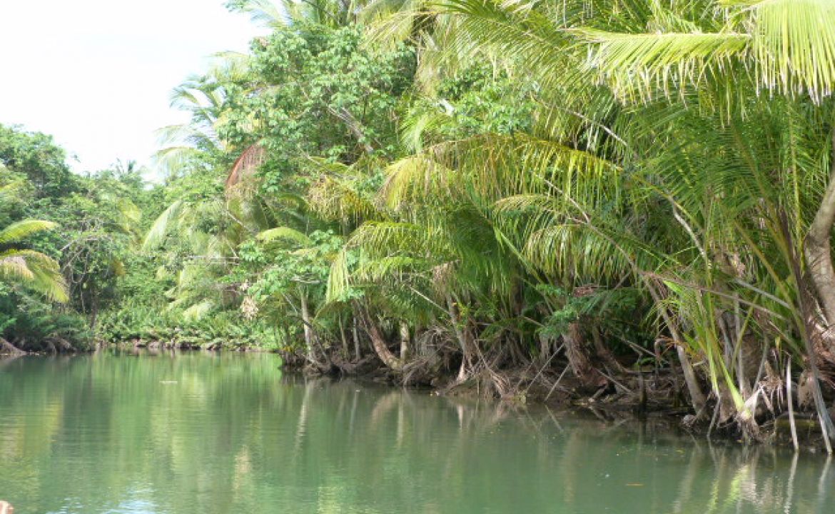 Rivière indienne, Ile de la Dominqiue Rivière indienne, Ile de la Dominqiue