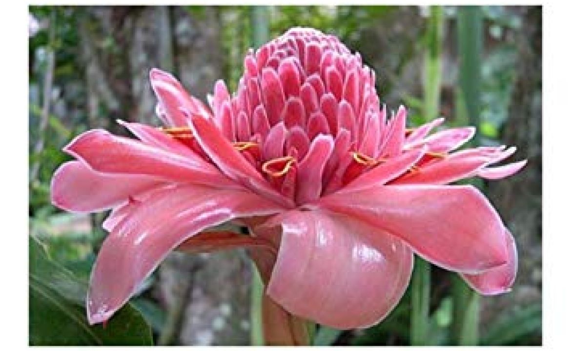 Rose de porcelaine, fleur tropicale Rose de porcelaine, fleur tropicale