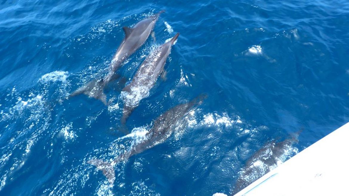 Dauphins jouant avec le voilier - Martinique Dauphins jouant avec le voilier - Martinique