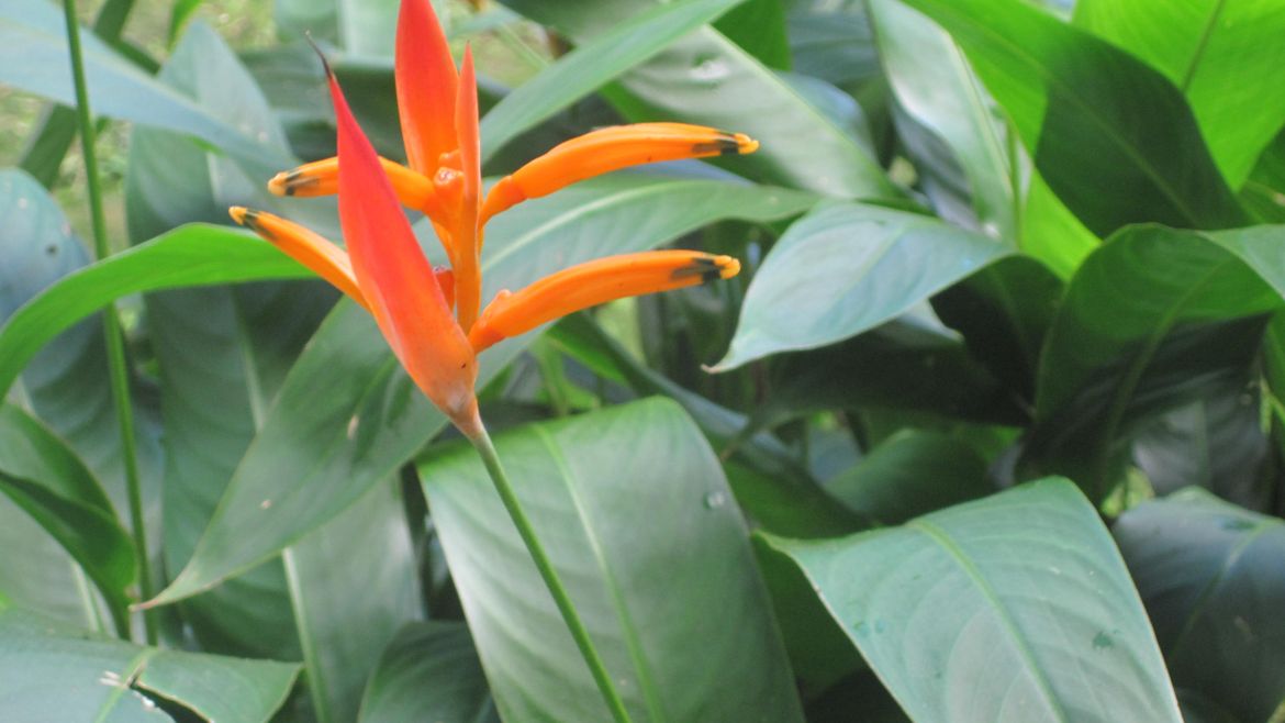 Fleur tropicale Fleur tropicale