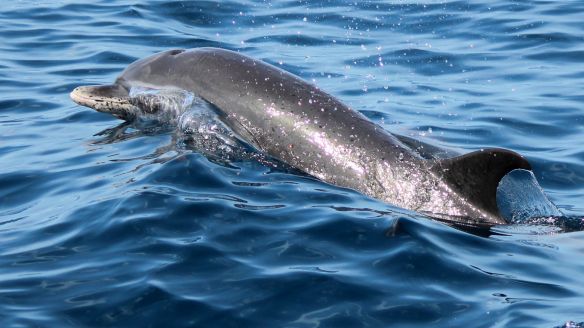 Dolphins are found in Martinique or in the Saint Lucia canal