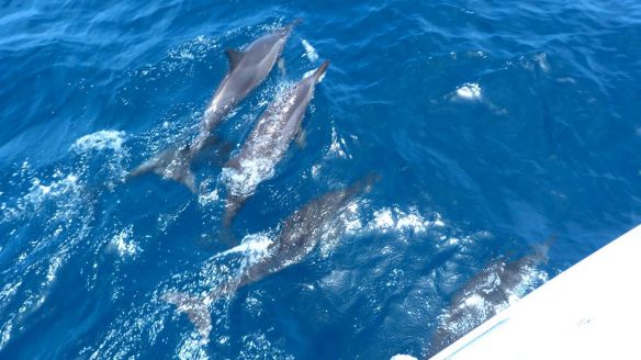 Dolphins playing around the sailing boat, Martinique