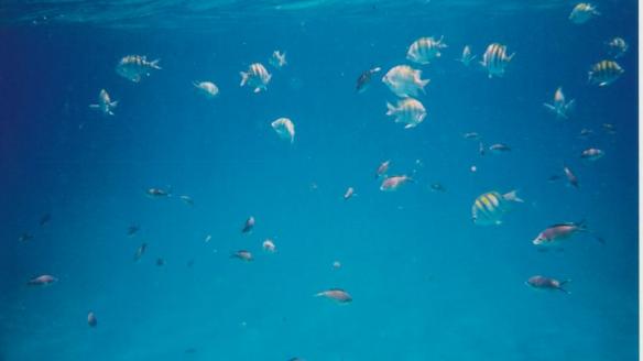 Le snorkelling aux Anses d'Arlet